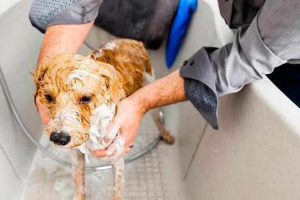 Deg-sapun iz bloch - pravila za pranje Deg-sapun iz bloch - pravila za pranje